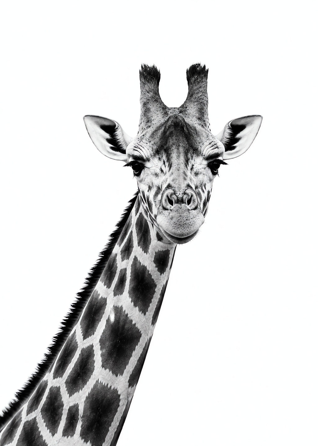 Gentle Giraffe Gaze, flat artwork